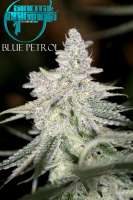 Sin City Seeds Blue Petrol - foto de mgpawn