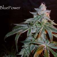 Sin City Seeds Blue Power F2 - foto de admin