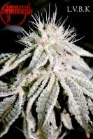 Sin City Seeds Las Vegas Bubba Kush - foto de mgpawn