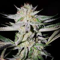 Sin City Seeds NightFire OG - foto de admin