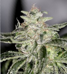 Sin City Seeds PetroleumNightmare