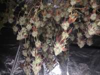 Sin City Seeds Platinum Delights - foto de Tantobuds