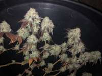 Sin City Seeds Platinum Delights - foto de Tantobuds