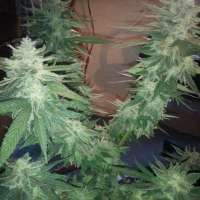 Sin City Seeds PowerNap - foto de OGchema