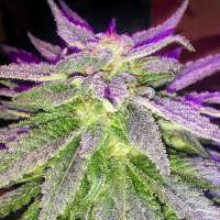 Sin City Seeds PowerNap - foto de OGchema