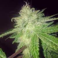 Sin City Seeds Sage N' Sour OG - foto de OGchema