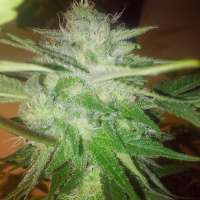 Sin City Seeds Sage N' Sour OG - foto de OGchema