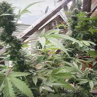 Sin City Seeds SourJefe - foto de OGchema