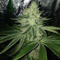 Sin City Seeds TruePower OG - foto de admin