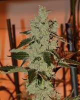 Skunk House Genetics GMO Cookies - foto de Cyberskunk