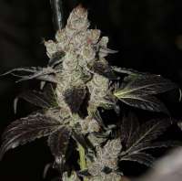 Skunk House Genetics GMO Cookies - foto de Cyberskunk