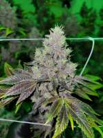 Skunk House Genetics Han Solo Hashplant - foto de SAsince1794