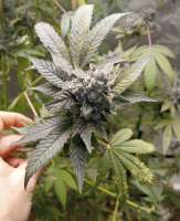 Skunk House Genetics Tickle Burger - foto de 420meowmeowmeow