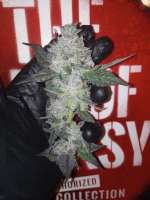 Skunk House Genetics Tickle Burger - foto de 420meowmeowmeow