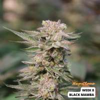 SnowHigh Seeds Black Mamba - foto de SunClone