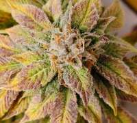 SnowHigh Seeds Thors Hammer - foto de MB276