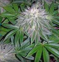 SoCal Seed Collective SoCal White Lightening - foto de webdonkey