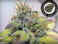 SoCal Seed Collective Sonoma Black Dawg - foto de webdonkey