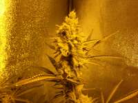 Soma Seeds Buddhas Sister - foto de megatherion