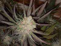 Soma Seeds Buddhas Sister - foto de megatherion