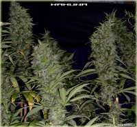 Soma Seeds Kahuna - foto de FlashGordon