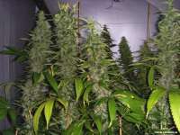 Soma Seeds Kahuna - foto de FlashGordon