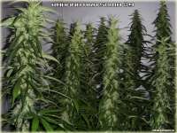 Soma Seeds Kahuna - foto de FlashGordon