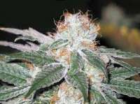 Soma Seeds White Light - foto de djdank