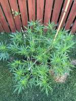 Southern Star Seeds Skunk Star - foto de onyx1378