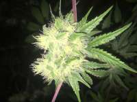 Space Trooper Genetics Sangomas Breath - foto de Budinsightsa