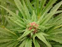 Spice of Life Seeds Legends Ultimate Indica - foto de AustroCKnet