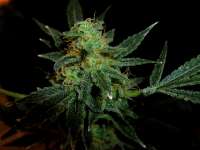 Imagen de Stamina (Legends Ultimate Indica)