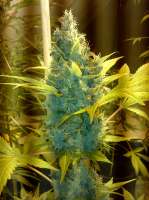 Imagen de Theovanderveen [Blue Medi Kush]