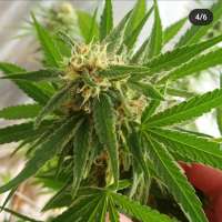 Spliff Seeds CBD Medi Kush - foto de bigsexygrows