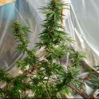 Spliff Seeds CBD Medi Kush - foto de bigsexygrows