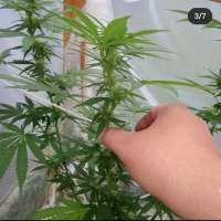 Imagen de bigsexygrows (CBD Medi Kush)