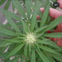 Imagen de bigsexygrows (CBD Medi Kush)