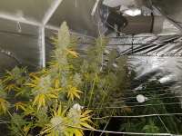 Spliff Seeds Crystal White - foto de hydrohippy