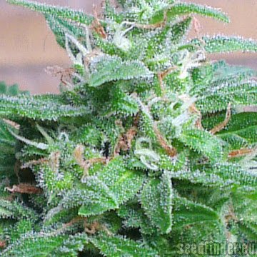 Spliff Seeds Dutch Blue Automatic