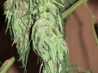 Imagen de ficky [Fast Bud Outdoor]