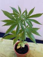 Imagen de mrnicex (Fast Bud Outdoor)