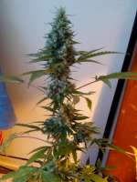 Spliff Seeds Master Kush - foto de campimist