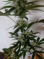 Spliff Seeds Master Kush - foto de campimist