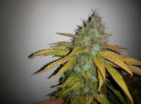 Imagen de Shishkinn (Moon Walker Kush)