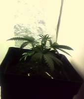 Spliff Seeds Royal Thai - foto de indica2me