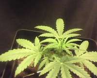 Spliff Seeds Royal Thai - foto de indica2me