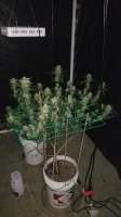 Spliff Seeds Sweet 'n Sour Indoor - foto de ostadork