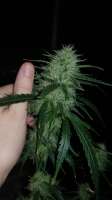 Spliff Seeds Sweet 'n Sour Indoor - foto de ostadork