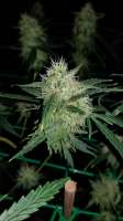 Spliff Seeds Sweet 'n Sour Indoor - foto de ostadork