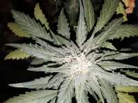 Imagen de SterquiliniisSeeds (Hurricane Punch)